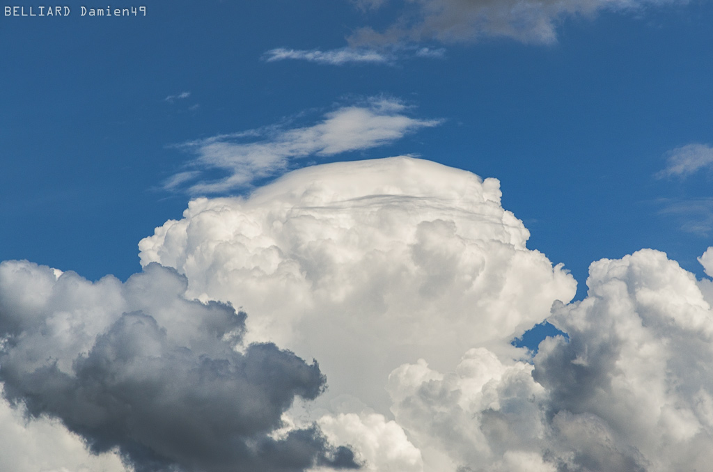 Pileus