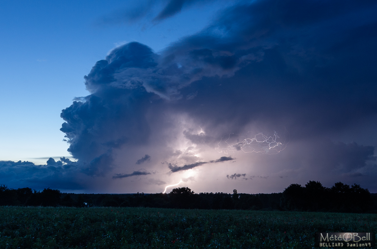 Foudre Pileus