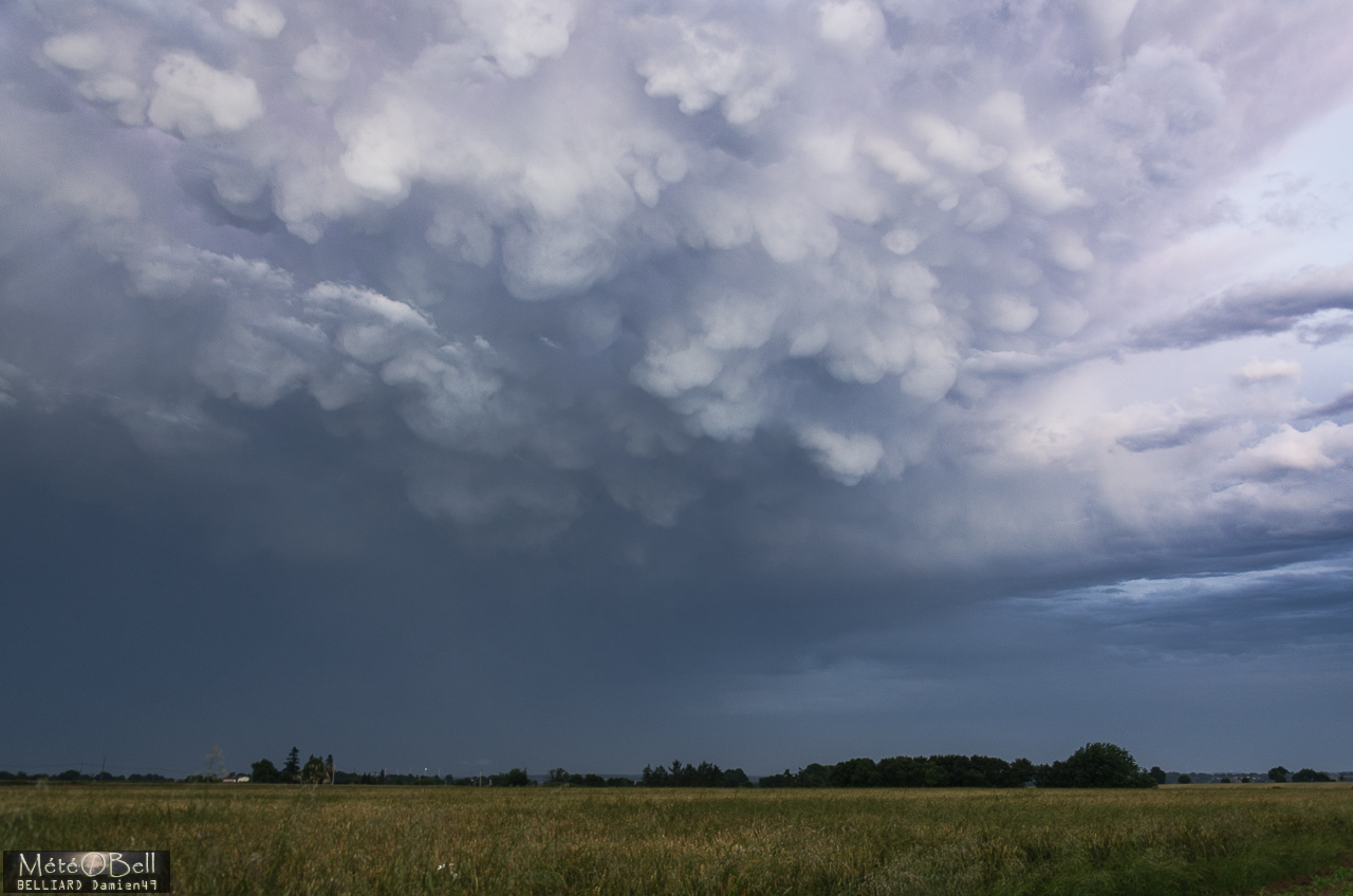 mammatus